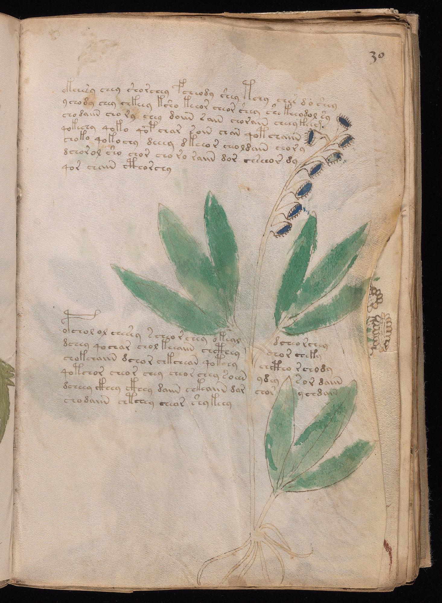 Voynich Manuscript folio f30r — Beinecke MS 408